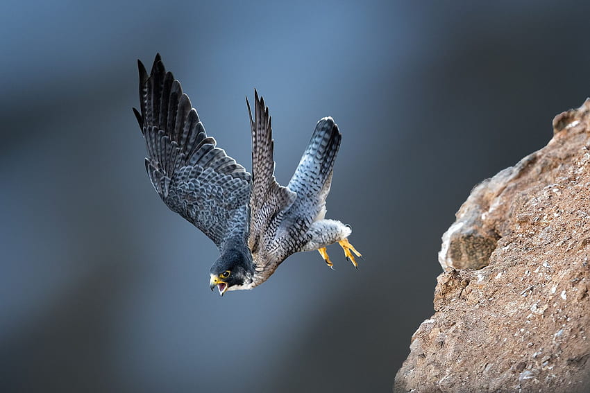 Fast Flying Speed Of Peregrine Falcon [] : HD wallpaper