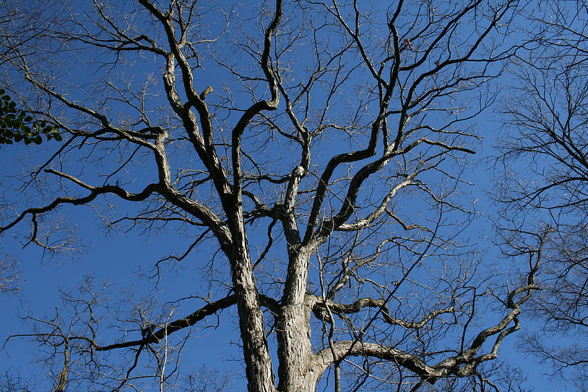 Twisted Tree Limbs ท้องฟ้า ธรรมชาติ ต้นไม้ แขนขา วอลล์เปเปอร์ HD