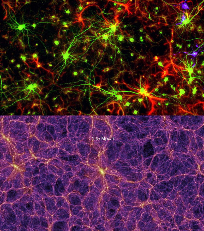 La rete neuronale del cervello umano ha somiglianze con Cosmic Web, affermazioni di studio, Galaxy Brain Sfondo del telefono HD