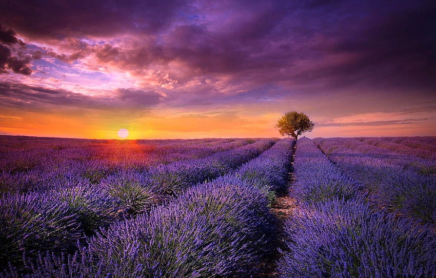 field, the sun, sunset, flowers, tree, France, lavender, lilac, Provence for , section природа HD wallpaper