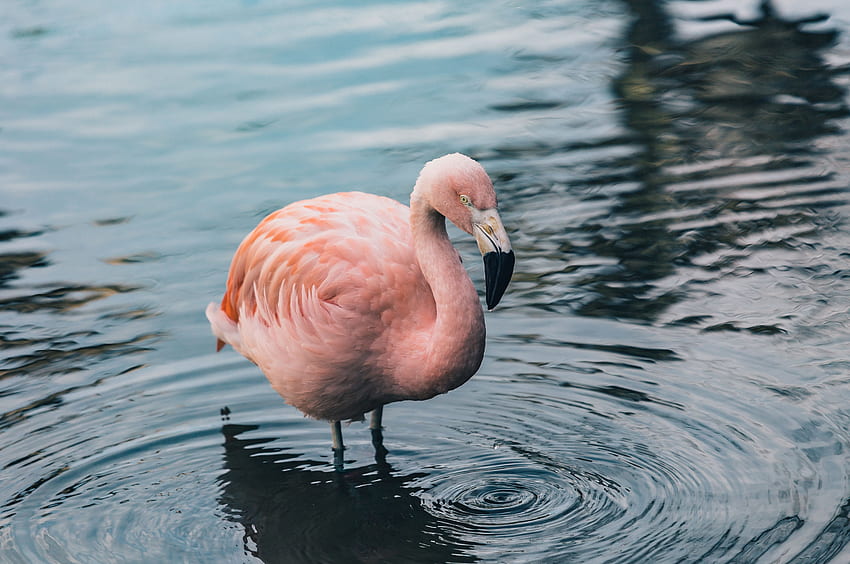 Tiere, Wasser, Flamingo, Vogel HD-Hintergrundbild