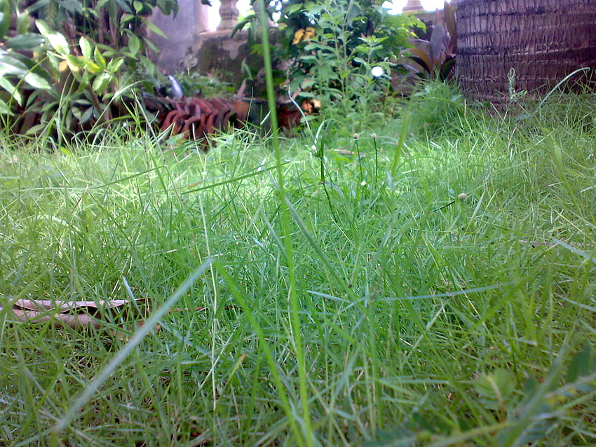 Green Grass at my place, grass, nature, wild, green HD wallpaper