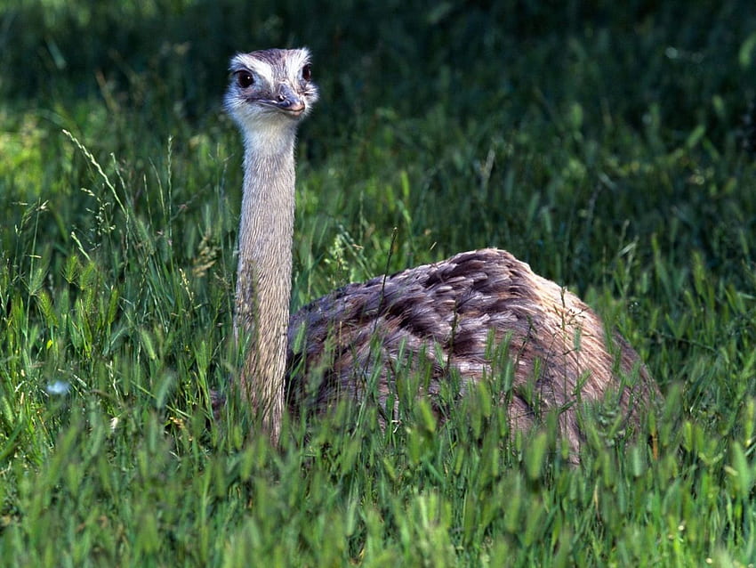 Ostrich  San Diego Zoo Animals & Plants