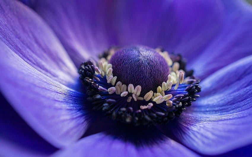 Anemone Flower HD wallpaper | Pxfuel