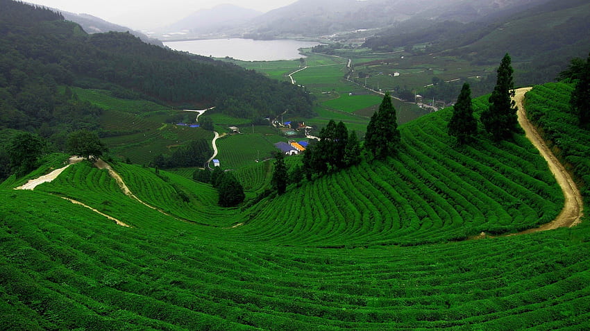 Lake tea field mountains plantation farm landscape . . 441319 HD wallpaper