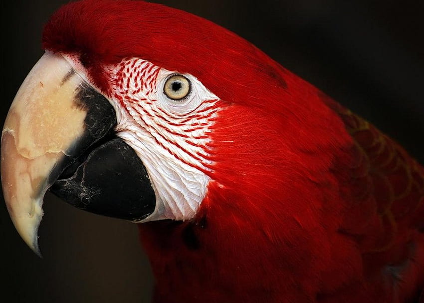 Macaw, animal, bird HD wallpaper
