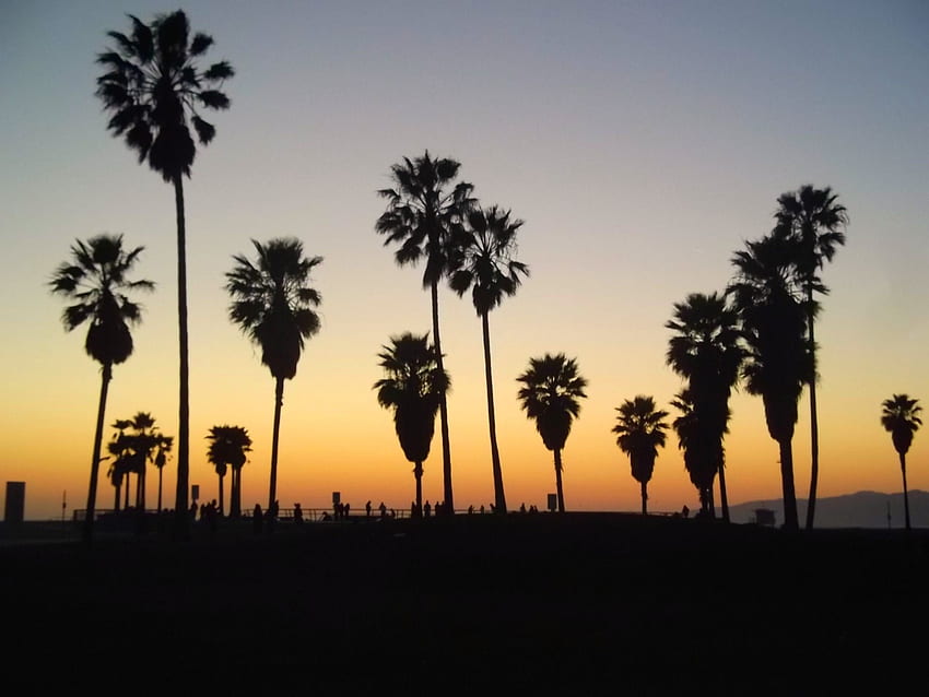 Los Angeles Palm Trees, California Palm Trees Sunset HD wallpaper