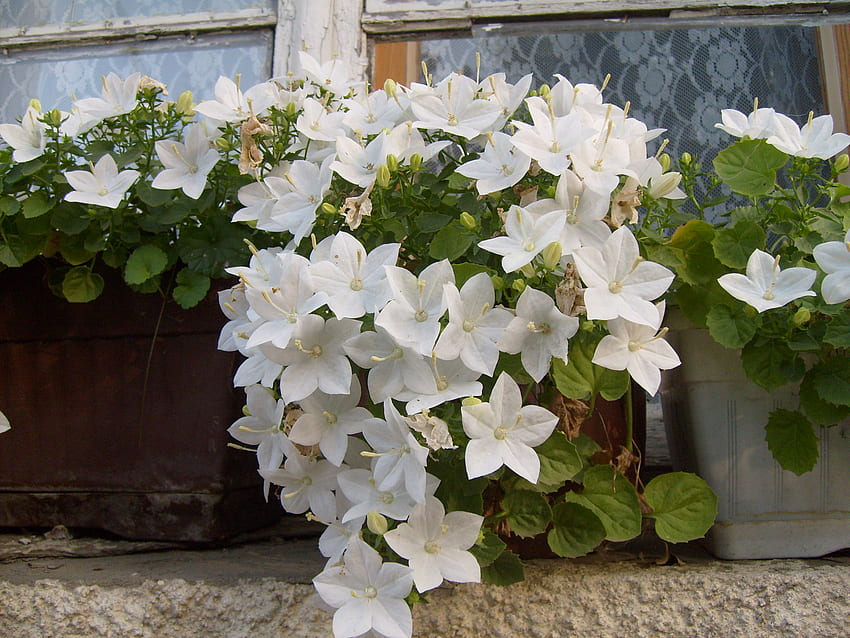 Beauté blanche, blanc, graphie, fenêtre, maison, belle, jolie, Bulgarie, nature, fleurs Fond d'écran HD