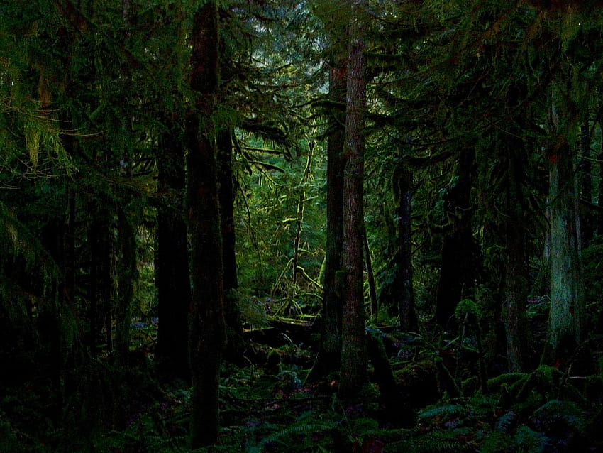 Cartoon Dark Forest Background Dark forest [] for your , Mobile & Tablet. Explore Dark Forest . Forest , Forest , Rainforest HD wallpaper