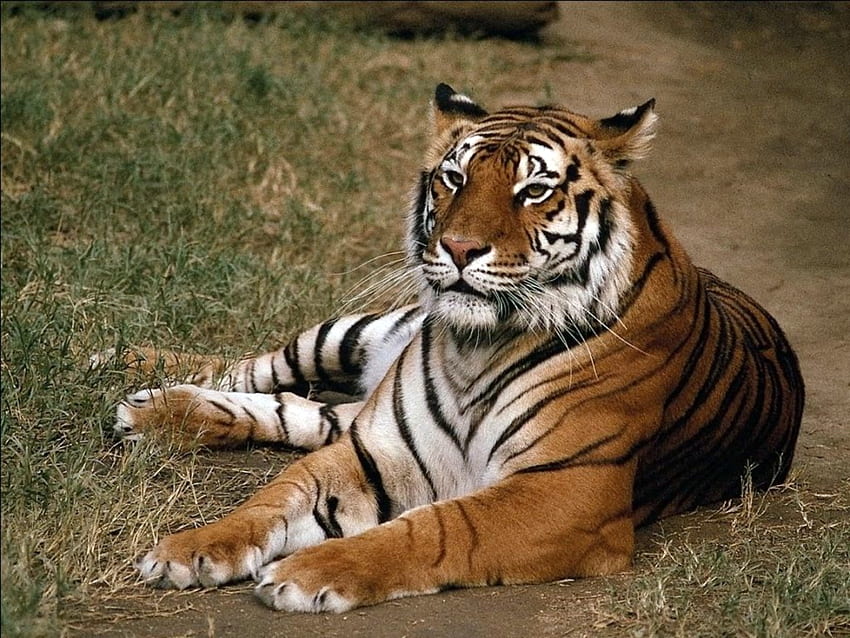lying down tiger, cat, wild life, tiger HD wallpaper