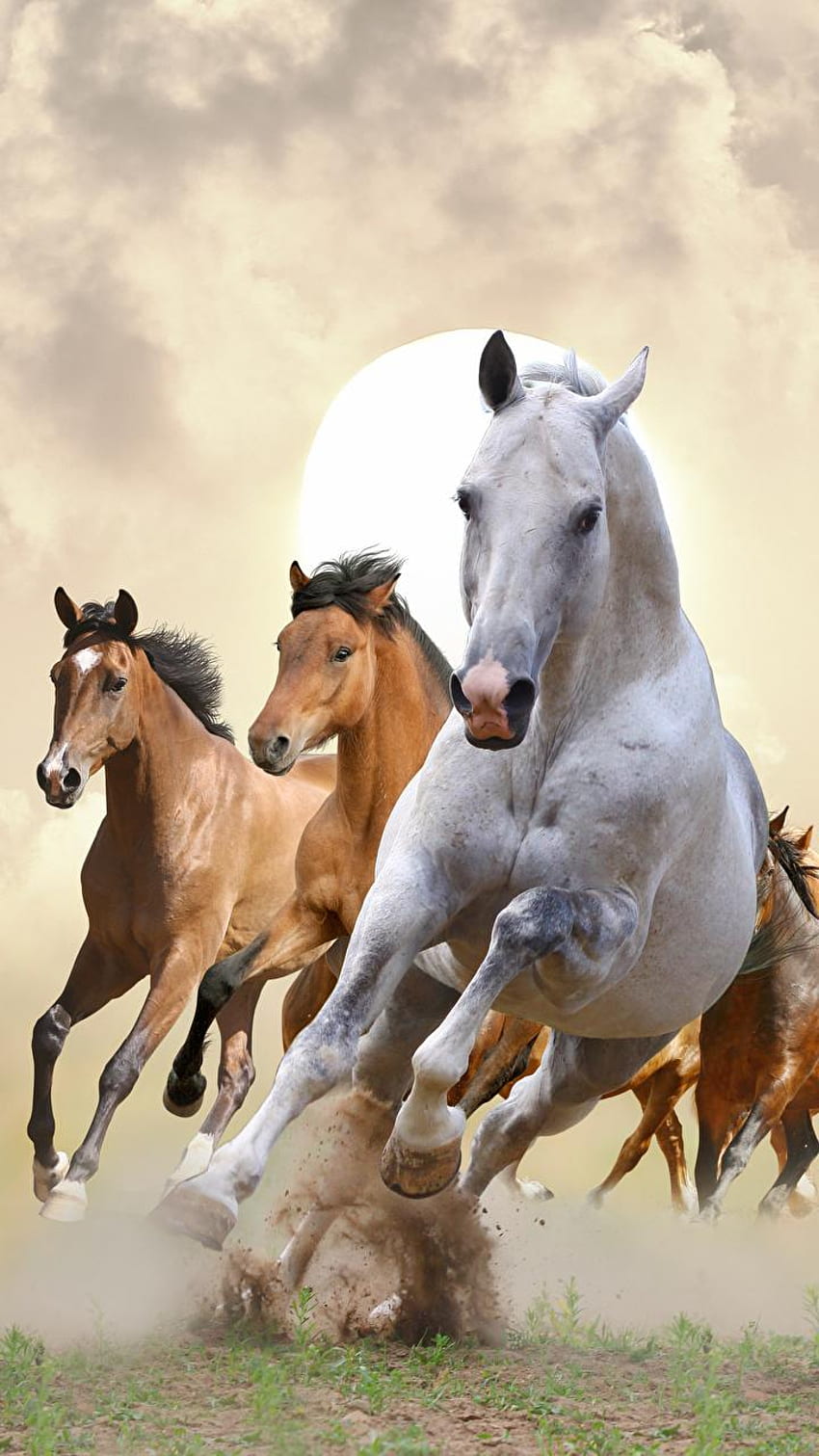 Kuda Lari iPhone wallpaper ponsel HD