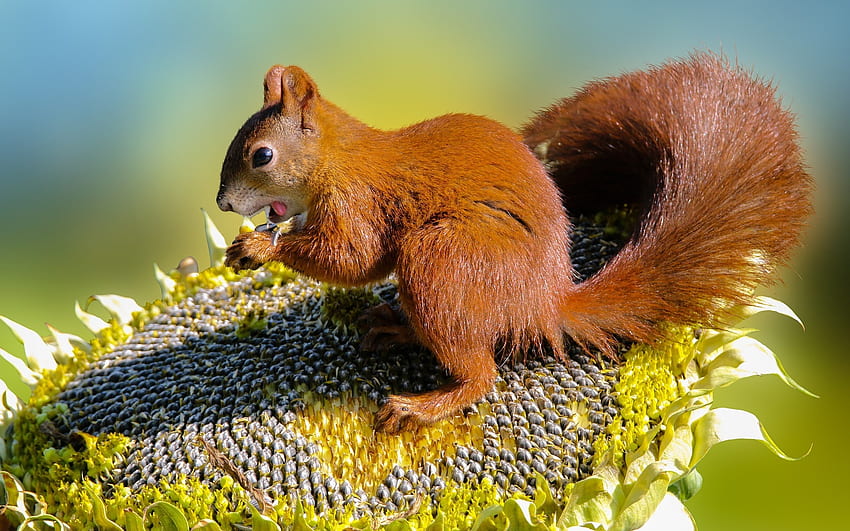 Esquilo em Girassol, animal, sementes, girassol, esquilo papel de parede HD