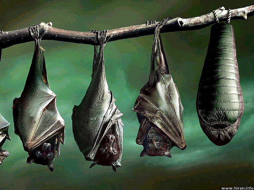 Bats. Beautiful bats . Hanging upside down, Bat, Upside down, Animal