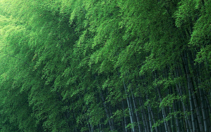 Bambus, rozległy, las,, kraj, porcelana, rośliny,, Chiński las Tapeta HD
