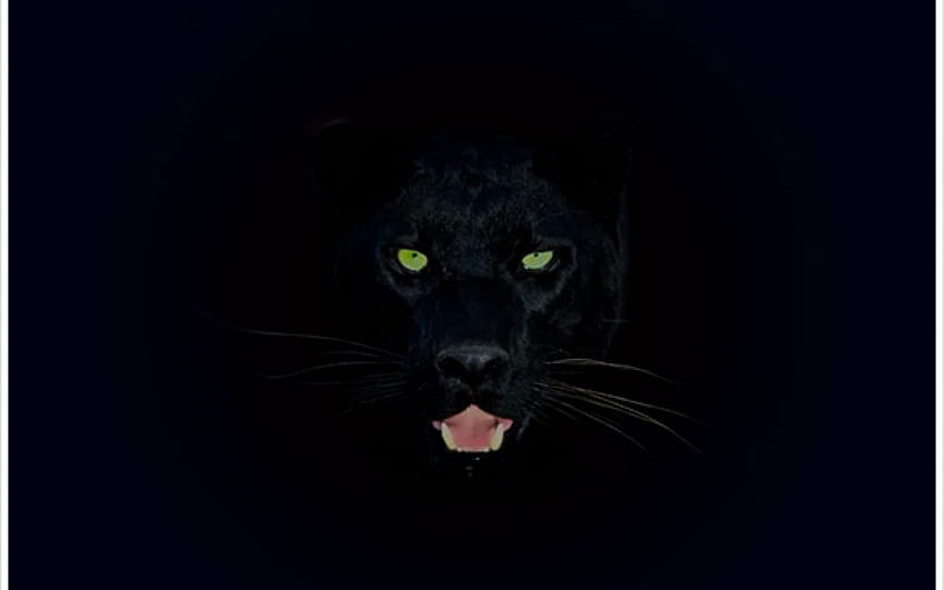 Фон на черната пантера, лицето на черната пантера HD тапет