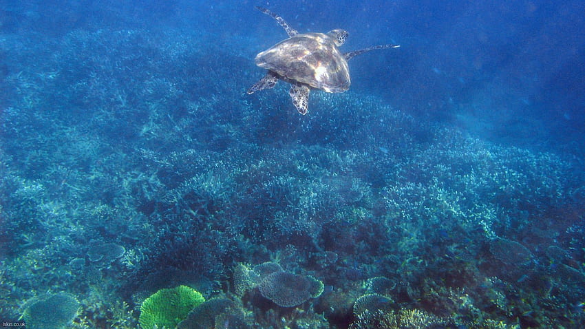 Wielka rafa koralowa, jakość Wielkiej rafy koralowej, podwójny monitor rafy koralowej Tapeta HD