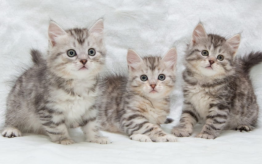 Kittens, pisica, animal, kitten, cute, cat HD wallpaper
