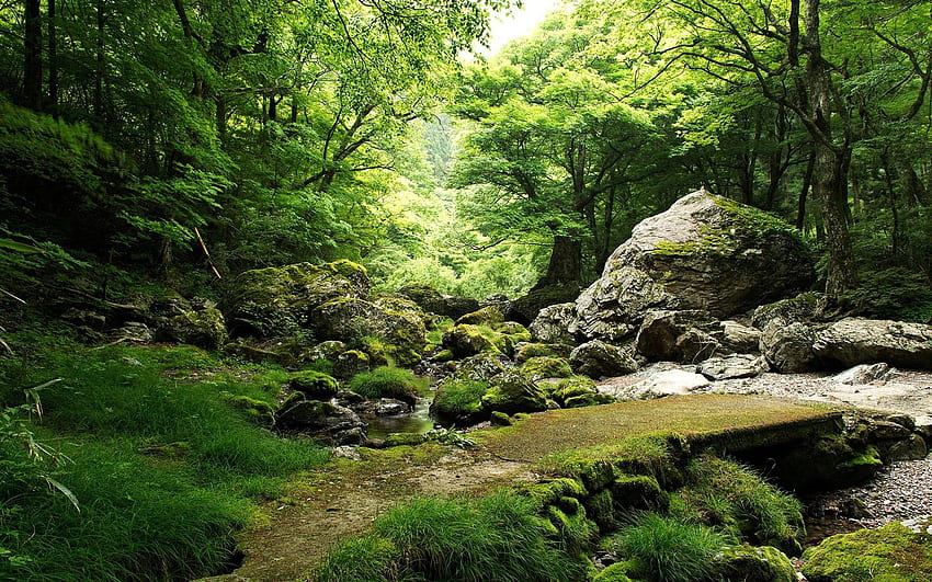 Natur, Bäume, Gras, Steine, Moos HD-Hintergrundbild