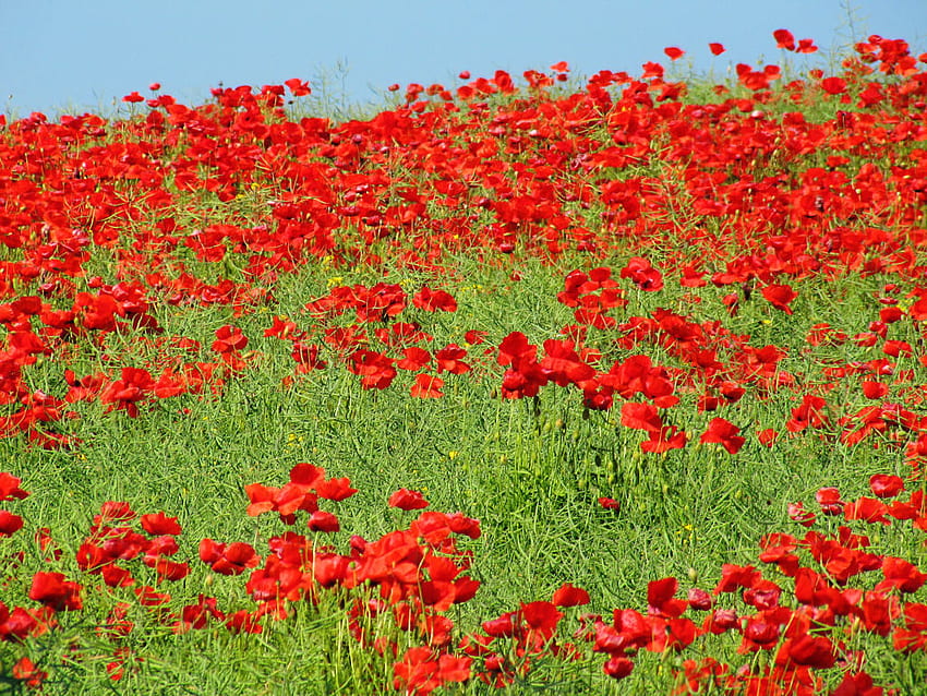 Bidang Poppies, bunga poppy, alam, bidang, merah Wallpaper HD