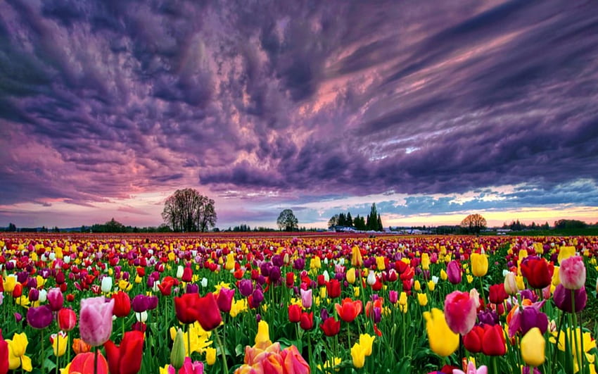 campo de flores de primavera, hermoso, campo, flores, primavera, nubes, cielo fondo de pantalla