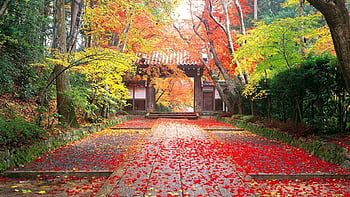 Autumn HD wallpapers: Ngãi nghe đâu cũng nghe thấy tiếng rơi lá rụng, thể hiện bởi những bức ảnh Autumn HD wallpapers tuyệt đẹp. Tận hưởng không khí mùa thu và màu sắc của lá rụng sẽ khiến bạn cảm thấy thư giãn và yên bình. Tốt hơn nữa, chúng ta có thể mang mùa thu trong lòng mình mọi lúc mọi nơi với những bức hình nền này.