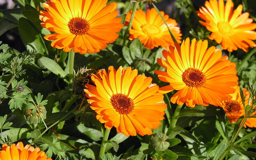 Bain de soleil, beau, nature, fleurs, orange Fond d'écran HD
