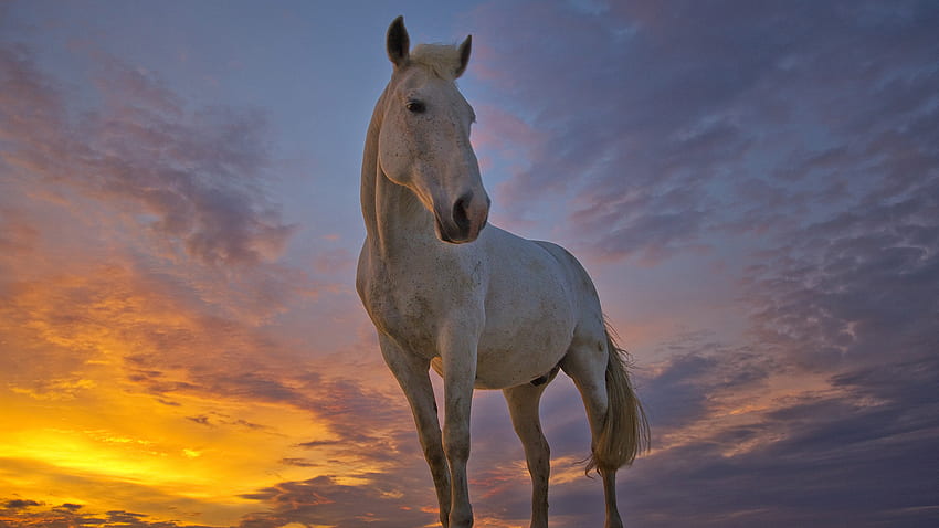 pretty white horse, animal, horse, graphy, clouds, sky, nature, sunset, beauty HD wallpaper