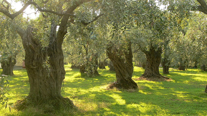 Olive trees on HD wallpaper