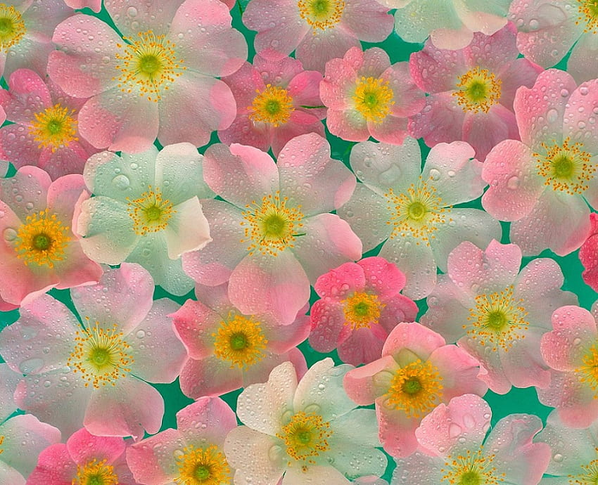 Pastel petals, blue, pink, yellow, green, flowers, pastels HD wallpaper