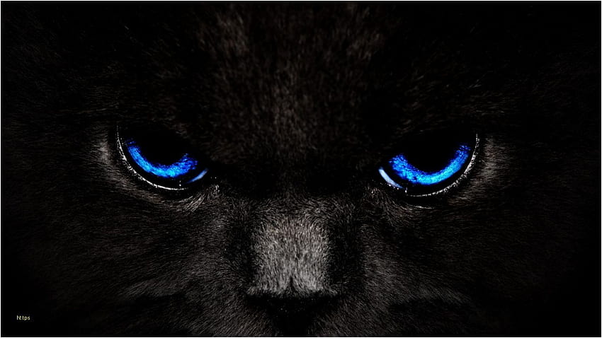 Coole Katzen-elegante Seite - Schwarzes, Baby-schwarzer Panther HD-Hintergrundbild