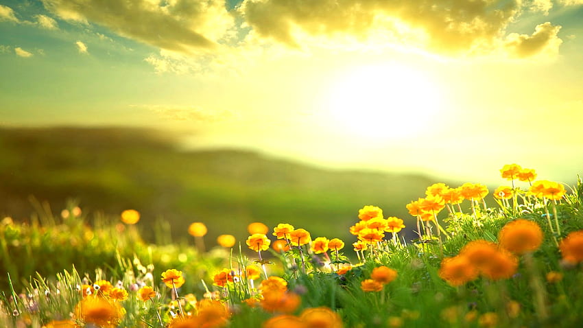 Цветя сутрин, цветя, слънце, природа, сутрин HD тапет