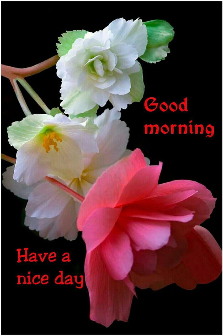 Good Morning Beautiful Friends Hope Your Day Beings - Flower Beautiful Good Morning - - HD phone wallpaper