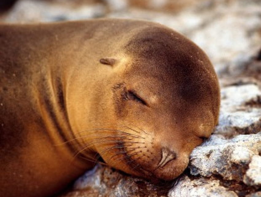 Foca assonnata, foca, assonnata, cuscino, neve Sfondo HD