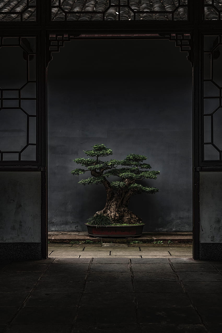 Plant, , , Wood, Tree, Door, Decorative, Bonsai HD phone wallpaper