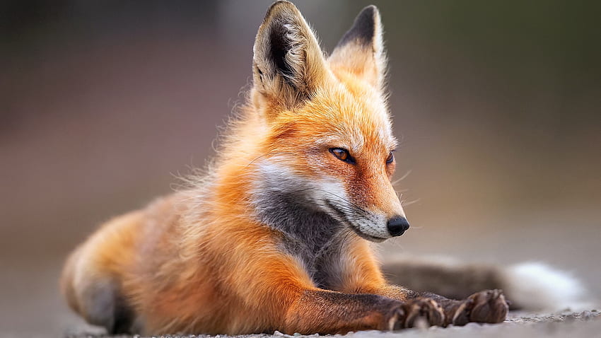 Red Fox Sitting, , , Background, Gucnri, Black and Red Fox HD wallpaper