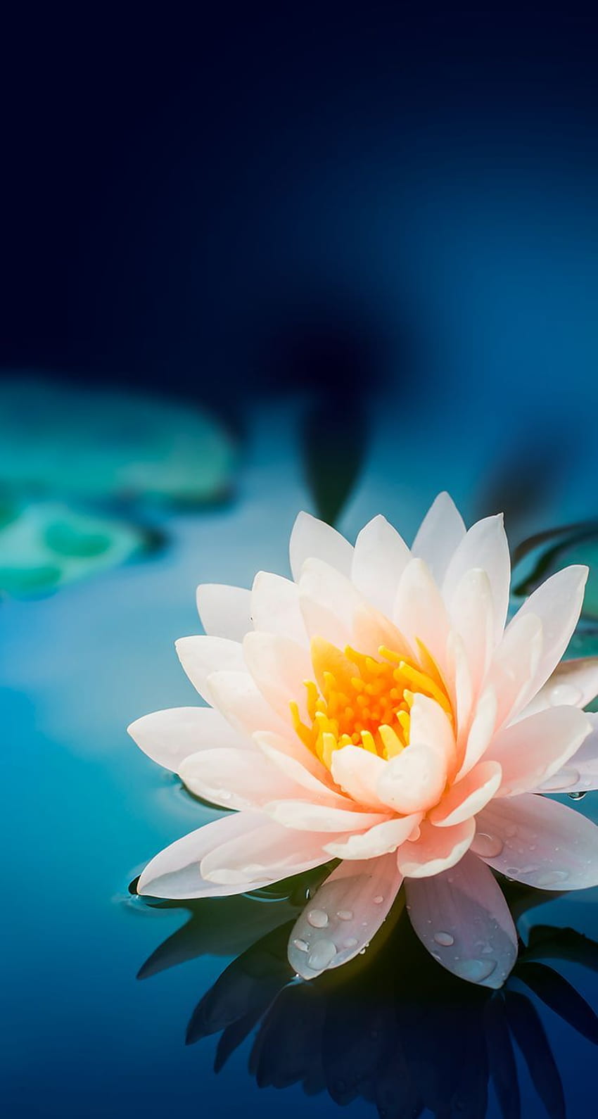 More Collections - Lotus Flower iPhone Background - & Background HD phone wallpaper