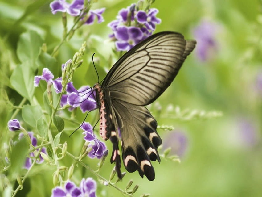 연기의 날개, 보라색, 날개, 연기가 자욱한, 나비, 꽃, 무늬, 프릴 HD 월페이퍼
