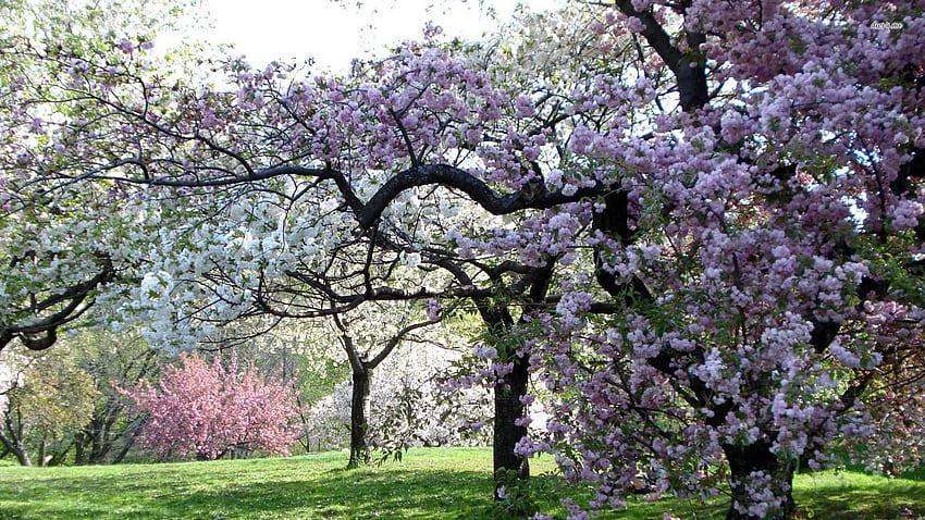 Cherry tree orchard - Nature HD wallpaper