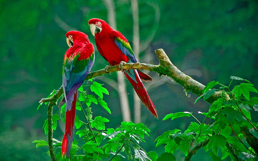 Птиците на природата - хан. Красива птица, папагал, птици, Twitter птица HD тапет