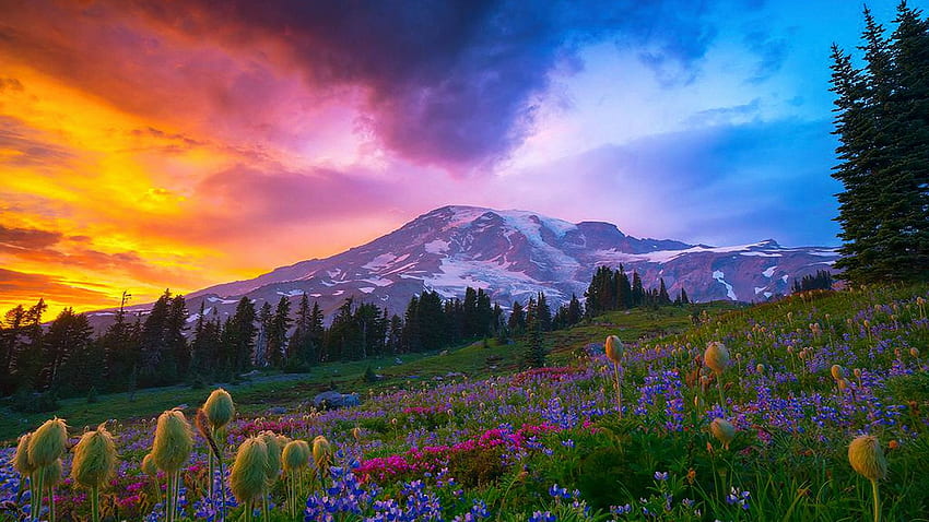 선셋 레이니어 산, 워싱턴, 풍경, 나무, 구름, 색상, 하늘, 꽃, 미국, 산 HD 월페이퍼