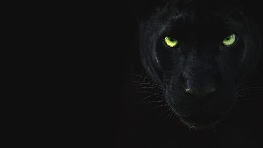 La vera pantera nera - - National Geographic Channel, Black Panther Cat Sfondo HD