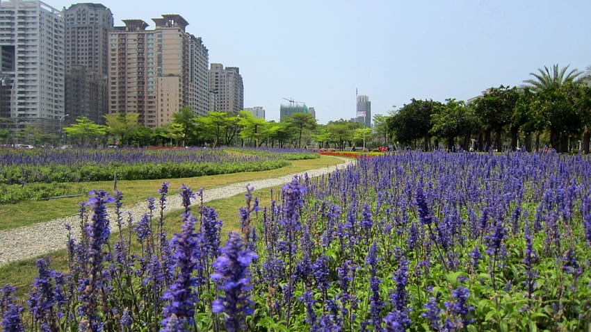 Taman kota, taman, gedung, Kota, Lavender Wallpaper HD
