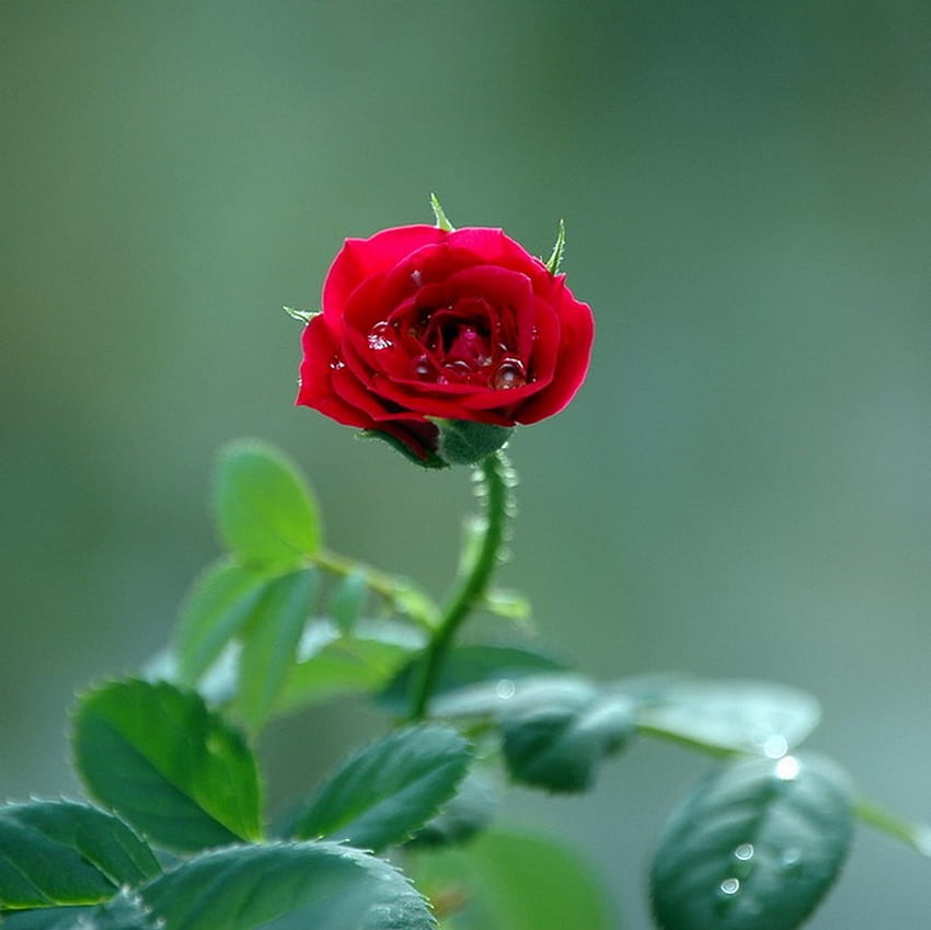 single rose for Katehatheway, rose, single, passion, red HD wallpaper