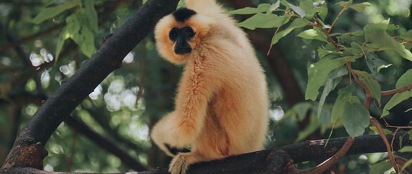 monkey, primate, branch dual wide background HD wallpaper