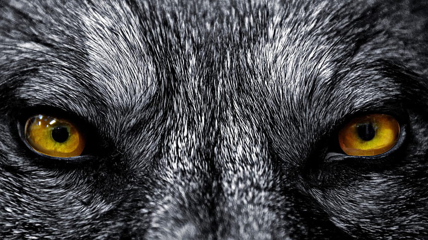Scary Wolf , collections of, Creepy Wolf HD wallpaper
