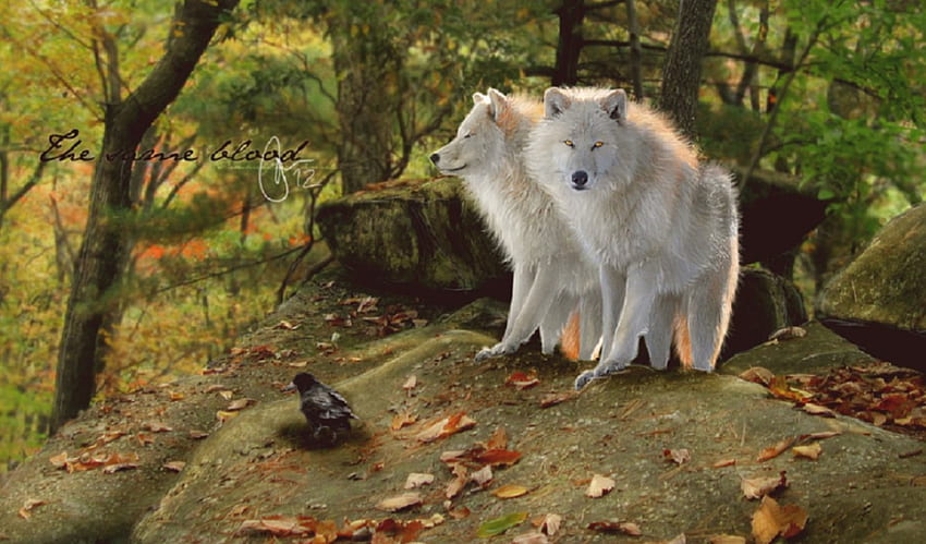 Two wolves, canis lupus arctos, carnivora, canidae, white wolf HD wallpaper