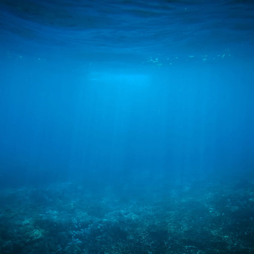 Res: ,. Ocean , Underwater , Shark silhouette, Deep Underwater HD phone wallpaper