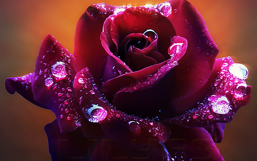 Rosa roja oscura - La flor de rosa más hermosa - - fondo de pantalla