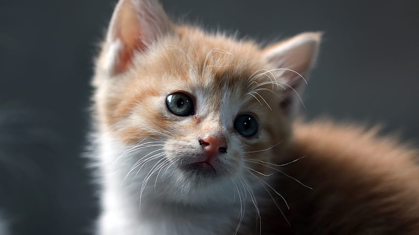 Cat , Kitten, Pet, Domestic Animals, Cute, Portrait, Animals HD wallpaper