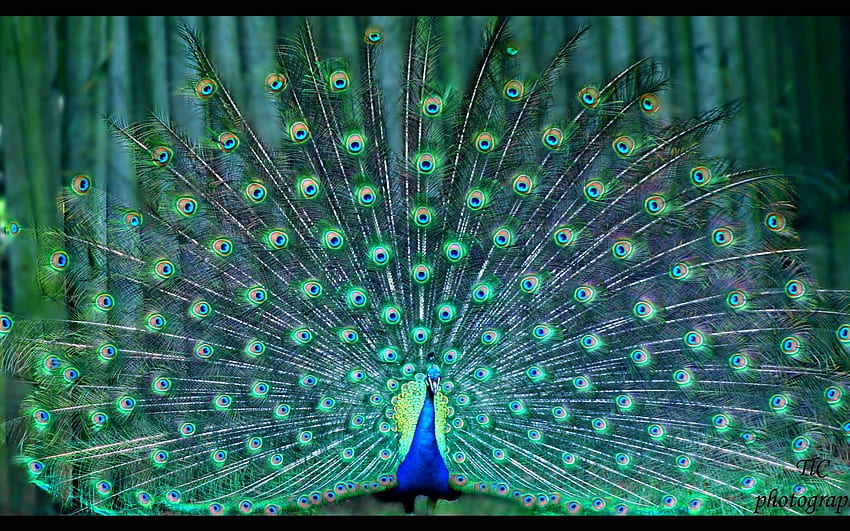 peacock Full and Background, Peacock Bird Design HD wallpaper